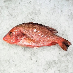 Prix de gros Morue rouge congelée IQF, qualité A, faible teneur en matières grasses et en sodium, morceaux de poisson en vrac pour stockage - Product Image 4