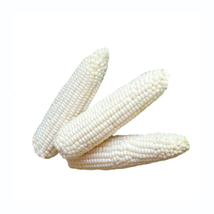Maïs blanc en vrac disponible pour les achats de grande quantité et la distribution commerciale - Product Image 1
