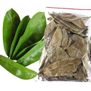 Té Negro Fermentado con Hojas de Guanábana Secas, Té Orgánico Saludable para Infusión con Agua Caliente, Sin Azúcar, 50gr, Bolsitas de Té, Empaque en Caja, Grado A - Product Image 4