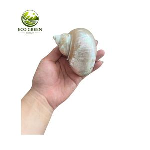 Natural Green Conch Shell Mother of Pearl Large Seashell for Aquarium Decor Craft Jewelry Inlay Bulk Supplier - Product Image 3