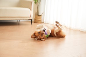 ของเล่นสุนัขเพื่อนเคี้ยวมะเขือยาวเคี้ยวแข็งแรงทนทานเป็นมิตรกับสิ่งแวดล้อมสำหรับสัตว์เลี้ยงขนาดเล็กเพื่อการเคี้ยวและความสนุกสนาน - Product Image 5