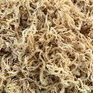 Musgo Marino Vietnamita Auténtico para Rellenos de Pastelería Profesional y Creación de Textura Gelatinosa Única 99 Gold Data Co - Product Image 1
