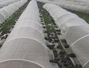 Tiges de soutien en fibre de verre de qualité supérieure pour l'agriculture en serre, piquets pour plantes de tomates - Product Image 6