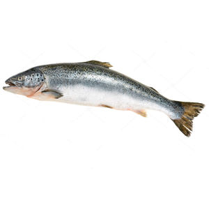 Nuevas filetes de pescado de alta calidad: salmón, tilapia reina y filetes de salmón congelados a granel - Product Image 3