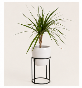 Plante d'intérieur fournie directement par l'usine avec un pot en métal blanc élégant et un support en métal minimaliste pour la décoration de la maison et du bureau - Product Image 5