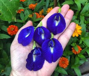 Flores de Guisante Mariposa Azul Natural, Pétalos Secos Sueltos, Té Herbal Adelgazante para Procesamiento de Bebidas, Suministro Directo a Granel de Vietnam - Product Image 1