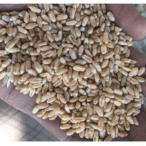 Best Quality <b>Dried</b> Indian <b>Wheat</b> Grains Natural Variety FD Process Wholesale Price for Export Indian Supplier - Product Image 2