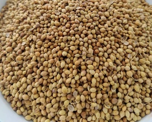 Semillas de Cilantro |   Semillas enteras |   Mezclas de Especias Preparadas para Procesamiento de Alimentos, Molienda Fina |   Certificado HACCP |   Al por Mayor |   Sellado al Vacío | - Product Image 2