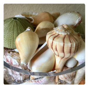 เปลือกหอยหลากสีพิเศษสำหรับงานศิลปะเรซิ่น/โครงการงานฝีมือที่เป็นมิตรต่อสิ่งแวดล้อม - Product Image 2