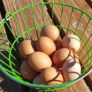 Huevos de Gallina Fertilizados a Precio de Fábrica/Huevos de Pollo Cobb 500/Huevos Fértiles Frescos Cobb 700/Huevos Frescos de Mesa Blancos y Marrones - Product Image 6