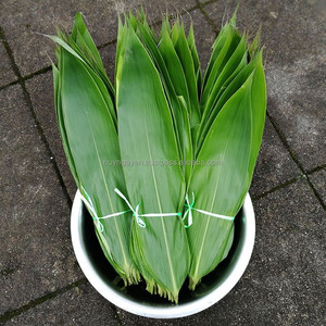 ใบไผ่ตากแห้งธรรมชาติ100% ใบขนาดใหญ่9ซม. + ราคาไม่แพงสำหรับทำเค้กโดยตรงจากเวียดนาม - Product Image 2