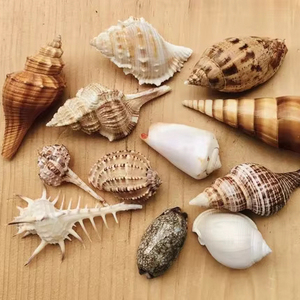 Coquillages polies pour aquarium et aménagement paysager, fourniture de coquillages marins naturels - Product Image 1