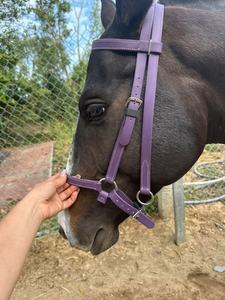 Bridon et rênes AL RAHEEM ALR01 en PVC imperméable pour course de vitesse, résistants à l'humidité et à la rouille, avec raccords métalliques durables - Product Image 4