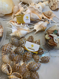 Collection de coquillages mélangés de qualité supérieure pour la décoration sur le thème côtier - Product Image 3