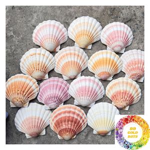 เปลือกหอยเชลล์ธรรมชาติสำหรับตกแต่ง ขนาด 3-5 ซม. 8-13 ซม. สีขาว ของตกแต่งบ้านสไตล์ชายทะเล งานฝีมือ และขายส่ง - Product Image 3
