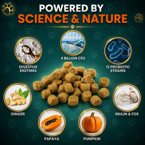 Proveedores de Suplementos Alimenticios Probióticos Naturales OEM ODM, Golosinas y Bocadillos para Perros, para el Cuidado de la Salud Intestinal - Product Image 3