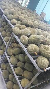 Durian fresco y congelado de grado de exportación Premium para mercados internacionales - Product Image 5