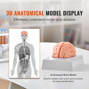 Modelo de Cerebro Humano Desmontable de 9 Partes a Escala 1:1 con Etiquetas Anatómicas, Modelo Anatómico de Cerebro Humano de 9 Partes para Exhibición en Ciencias Médicas - Product Image 2