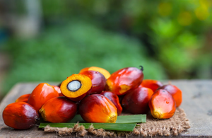 โรงงานบำบัดน้ำเสียโรงสกัดน้ำมันปาล์มประสิทธิภาพสูง พร้อมระบบกรองหลายขั้นตอนและการกู้คืนน้ำได้สูงสุด - Product Image 2