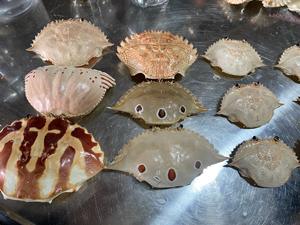 Best Price <b>Crab</b> <b>Shell</b> Bulk Supplier Clean Polished Low Odor <b>Crab</b> Carapace Seafood <b>Shell</b> Manufacturer - Product Image 3