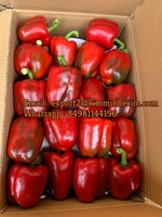 Poivron ou capsicum de couleur variée frais, rouge, vert, jaune, origine Vietnam