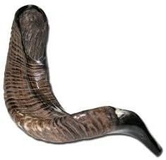 Cuerno de Shofar Ram Premium a Bajo Precio, Hecho a Mano, para la Oración de Rosh Hashanah y Uso en Ceremonias Religiosas - Product Image 4
