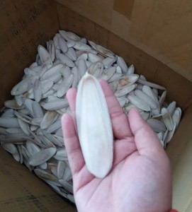 Hueso de Sepia Natural Rico en Calcio, Mordedor para Aves, Cuidado del Pico del Loro - Product Image 6