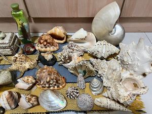 CONCHALES SELECCIONADOS A MANO PARA DECORACIÓN DE HOGARES COSTEROS, ARREGLOS FLOREALES PARA BODAS Y EVENTOS ESPECIALES - Product Image 6