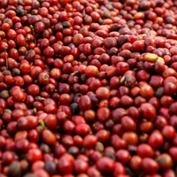 Groothandel Fabrieks Export 95 tot 99% Zuiverheid Robusta Vietnam Oorsprong Groene Koffiebonen A 60kg A Plus Bulkzakken Hoge Kwaliteit