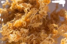 MEILLEUR VENDEUR DE MOUSSE DE MER SÉCHÉE À LA COUTURE EXPORTANT EN VRAC PRIX CONCURRENTIEL ET DE HAUTE QUALITÉ/Ms.Thi - Product Image 5