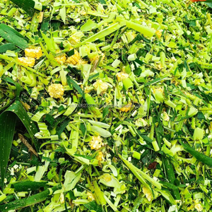 Alimentation Premium Kim Minh International en ensilage de maïs fermenté à partir de plantes entières pour bovins et bétail, 10 % d'humidité max, durée de conservation de 12 mois - Product Image 3