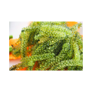 Proveedor de Umibudo de Vietnam, Importador de Uvas de Mar Verdes, Caviar Verde, Mariscos Frescos - Product Image 1