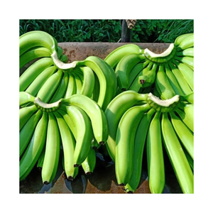 Bananes Cavendish vertes fraîches de qualité export, bananes brutes pour la distribution en gros et la consommation quotidienne - Product Image 2