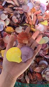 Coquilles de palourde naturelles du Vietnam, nettoyées, colorées, tailles variées pour l'artisanat DIY, la décoration intérieure, les présentoirs de mariage, les bijoux et les cadeaux - Product Image 4
