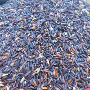 Arroz Negro de Grano Largo de Primera Calidad, Fabricante Mayorista, Alimentos Saludables de Primera Calidad, Mejor Precio con la Mejor Oferta de Descuento - Product Image 4