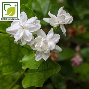 Aceite Esencial de Jazmín Sambac Premium al por Mayor para Fragancias, Cuidado Personal e Industria Cosmética - Product Image 3