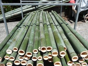 Postes de bambú tratados secos/bastones/postes de estacas para soporte de plantas de jardín crudas de bambú de Vietnam - Product Image 5