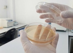 Polvo de Agar Más Vendido OEM B2B Sin Aditivos Aplicaciones para Repostería, Alimentos y Cosméticos Envío Global - Product Image 5