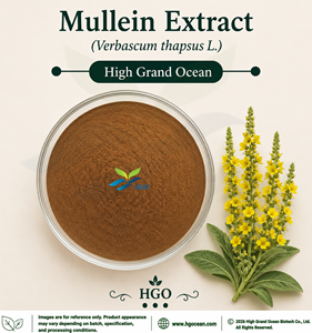 Extracto de Verbasco (Verbascum thapsus L.) de Grado Alimenticio, Suministro Directo de Fábrica HGO, Extracto en Proporciones 4:1 5:1 10:1 20:1 100:1 200:1 - Product Image 1