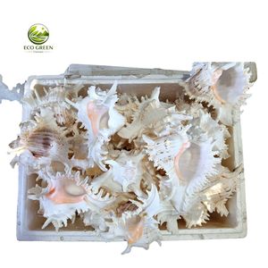 เปลือกหอยทะเลธรรมชาติสีขาวประดับด้วยสีชมพูด้านในสำหรับตกแต่งบ้าน - Product Image 3