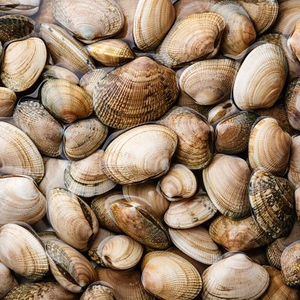 Mejores almejas congeladas de primera calidad al por mayor, listas para enviar, suministro de grado alimenticio para exportación - Product Image 1