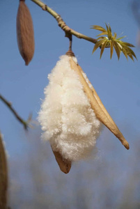 Fibre de Kapok Naturelle en Gros pour Remplissage d'Oreillers |   Oreillers en kapok de qualité supérieure en gros |   Remplissage durable à base de plantes végétales - Product Image 2