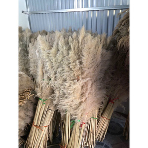 Herbe de roseau séchée blanche naturelle 100% naturelle Blue Lotus Farm Vietnam, emballée sous vide pour la décoration de mariage, la décoration de la maison et les arrangements floraux - Product Image 2