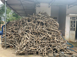 Juguete Ecológico de Madera de Café para Perros, Palitos para Masticar de Lujo, Marca Blue Lotus Vietnam - Product Image 5