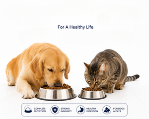 Aliments secs pour chiens 100 % naturels OEM ODM, croquettes premium riches en protéines, sans céréales, pour le soutien musculaire, vitamines et minéraux, marque privée, aliments pour animaux de compagnie - Product Image 6