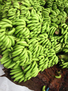 Plátanos Frescos de Vietnam, Plátano Cavendish, Venta al por Mayor a Granel, Exportación de Frutas Tropicales 2025 - Product Image 4