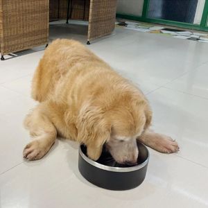 Mangiatoia per animali domestici e ciotola per acqua potabile per idratazione e nutrizione - Product Image 2