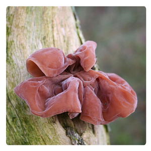 HONGO NEGRO SECO EMPAQUETADO PERSONALIZADO PARA SOPA DIETICA Y ROLLOS DE PRIMAVERA - Product Image 1