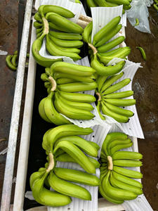 Plátanos Cavendish de primera calidad de Vietnam para exportación, ricos sabores y textura suave, envasados para supermercados y distribuidores - Product Image 5