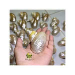 เปลือกหอยเทอร์โบสีเขียวทำมือระดับพรีเมียมสำหรับปูเสฉวน |   เปลือกหอยธรรมชาติขัดเงา สำหรับตกแต่งบ้าน ขายส่งจำนวนมาก - Product Image 3
